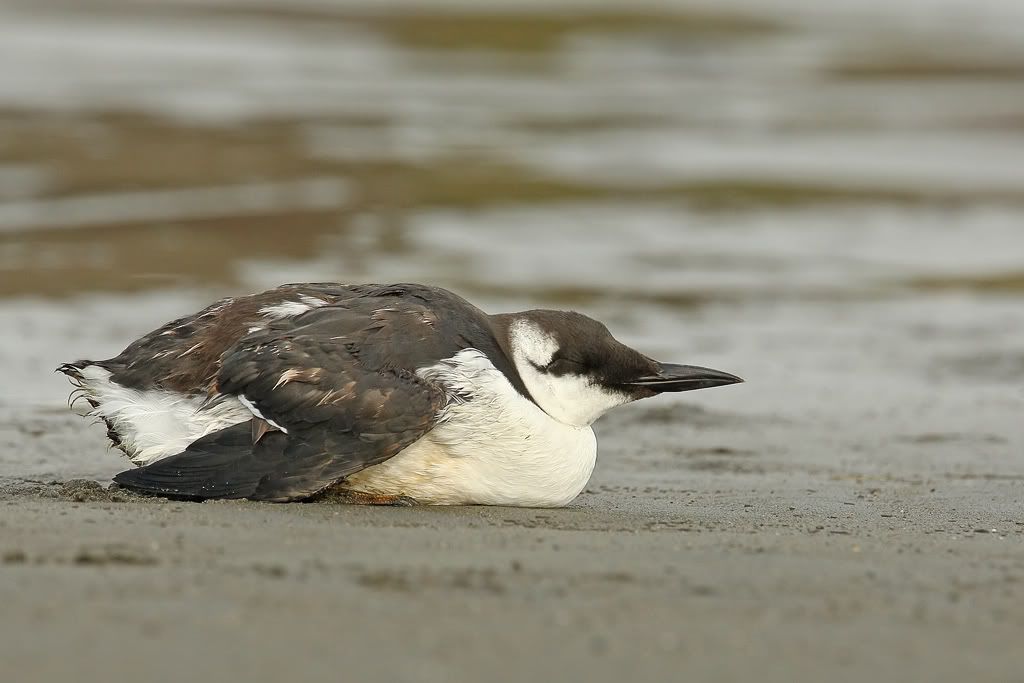 IMAGE: http://i7.photobucket.com/albums/y259/Bradklr/OctCommonMurre.jpg