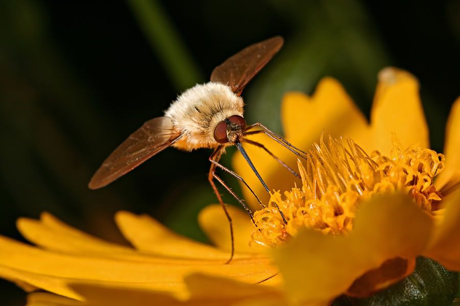 IMAGE: http://i7.photobucket.com/albums/y259/Bradklr/beefly.jpg