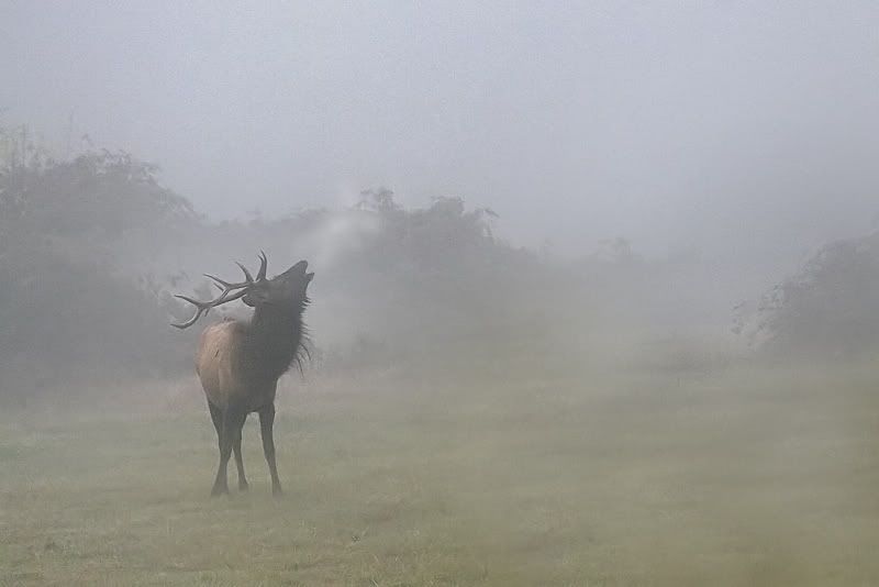 IMAGE: http://i7.photobucket.com/albums/y259/Bradklr/bugle.jpg