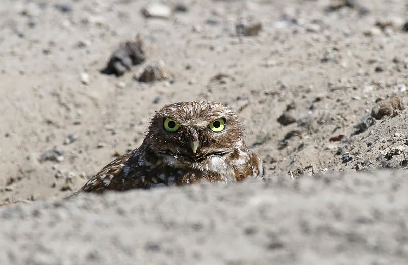 IMAGE: http://i7.photobucket.com/albums/y259/Bradklr/burrowingwarden.jpg