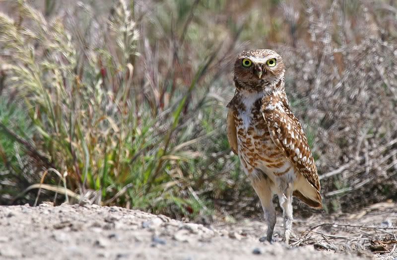 IMAGE: http://i7.photobucket.com/albums/y259/Bradklr/burrowingwarden2.jpg