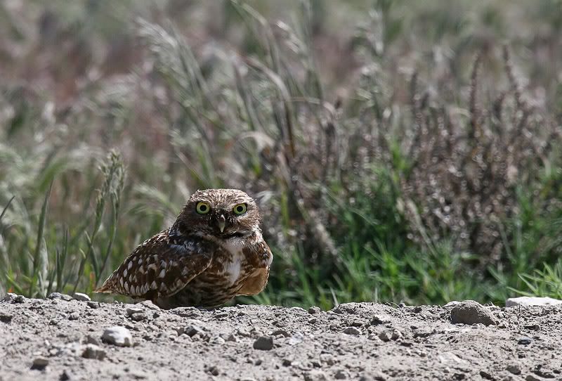 IMAGE: http://i7.photobucket.com/albums/y259/Bradklr/burrowingwarden3.jpg