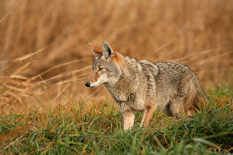IMAGE: http://i7.photobucket.com/albums/y259/Bradklr/coyotedecember3.jpg