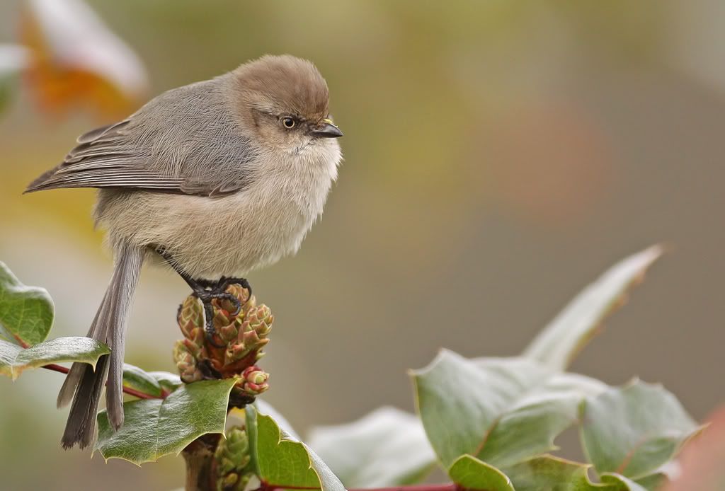 IMAGE: http://i7.photobucket.com/albums/y259/Bradklr/febbushtit1.jpg