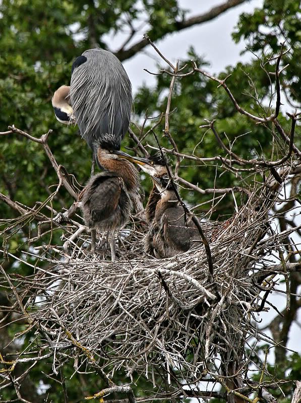 IMAGE: http://i7.photobucket.com/albums/y259/Bradklr/heronnest1.jpg