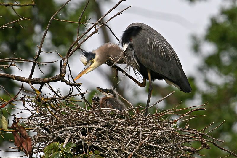 IMAGE: http://i7.photobucket.com/albums/y259/Bradklr/heronnest2.jpg