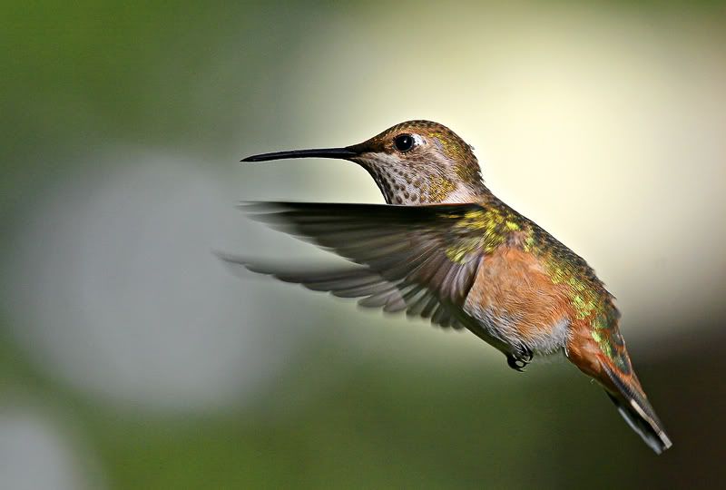 IMAGE: http://i7.photobucket.com/albums/y259/Bradklr/hummerflight.jpg
