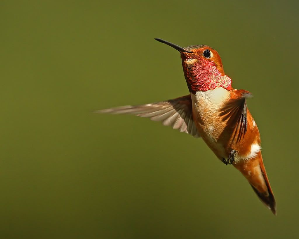 IMAGE: http://i7.photobucket.com/albums/y259/Bradklr/mayrufousmale2.jpg