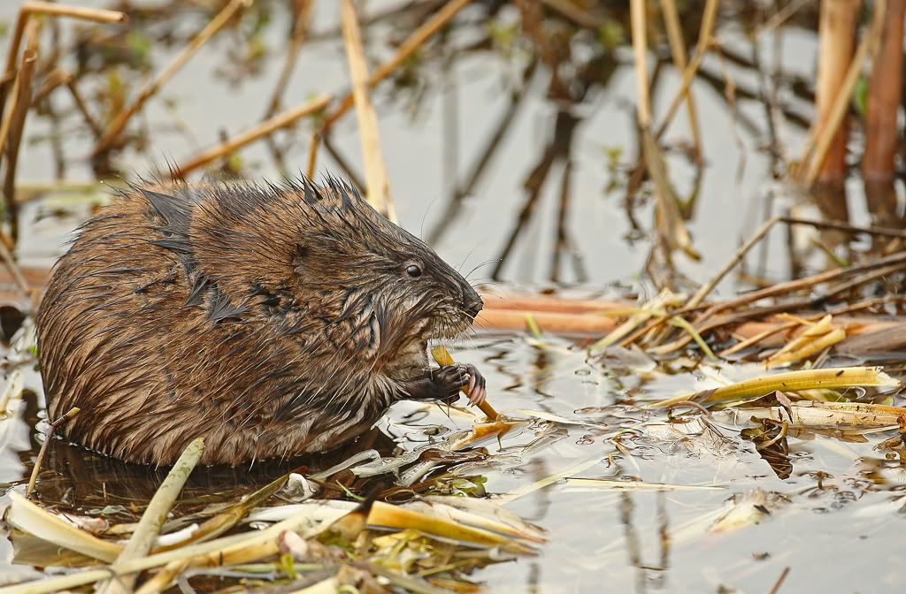 IMAGE: http://i7.photobucket.com/albums/y259/Bradklr/muskrat10.jpg