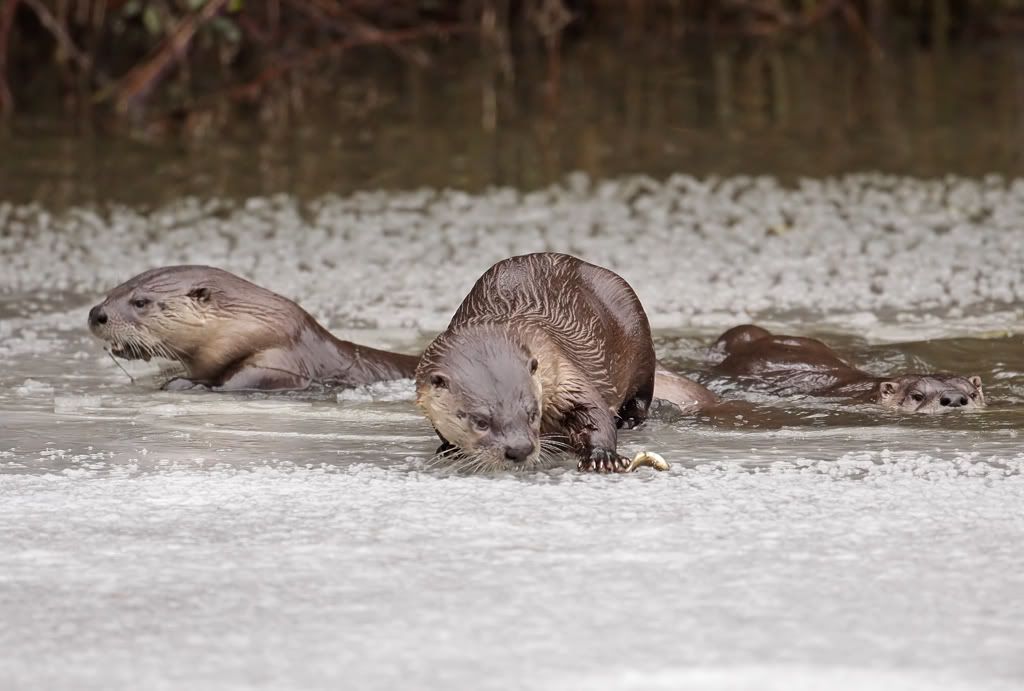 IMAGE: http://i7.photobucket.com/albums/y259/Bradklr/otterlilfish2.jpg