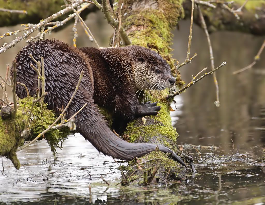 IMAGE: http://i7.photobucket.com/albums/y259/Bradklr/otterlog.jpg