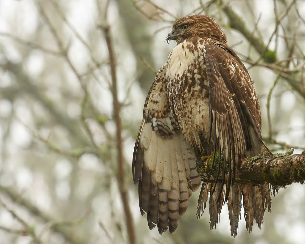 IMAGE: http://i7.photobucket.com/albums/y259/Bradklr/redtailfoggy.jpg