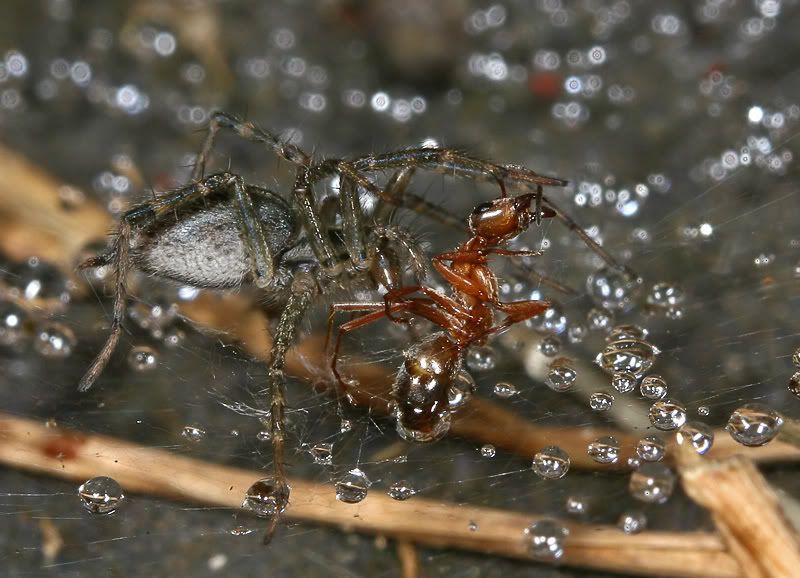 IMAGE: http://i7.photobucket.com/albums/y259/Bradklr/spiderant.jpg