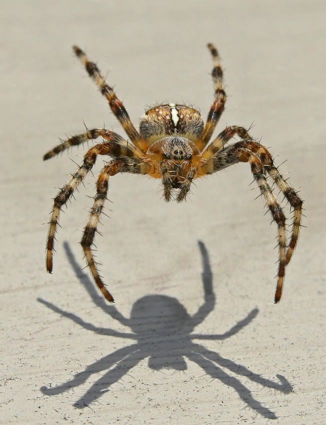 IMAGE: http://i7.photobucket.com/albums/y259/Bradklr/spiderfloating.jpg