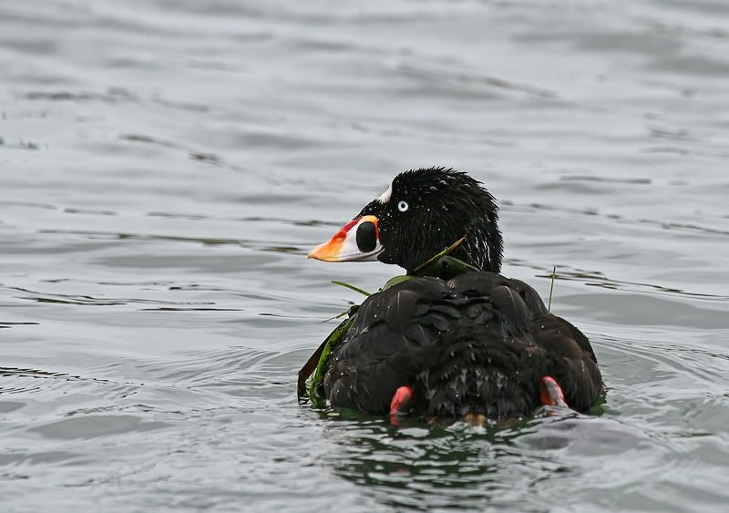 IMAGE: http://i7.photobucket.com/albums/y259/Bradklr/surfscoter-1.jpg