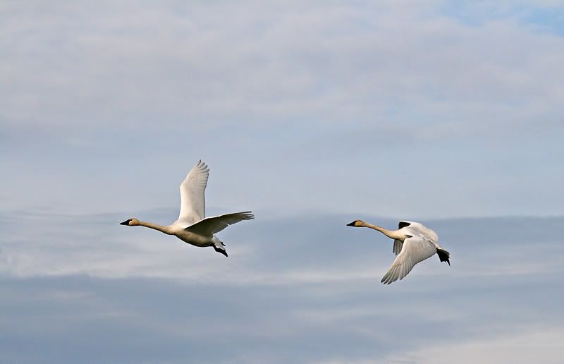 IMAGE: http://i7.photobucket.com/albums/y259/Bradklr/swanflight.jpg
