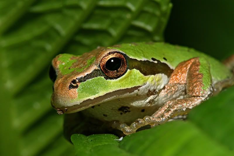 IMAGE: http://i7.photobucket.com/albums/y259/Bradklr/treefrog10.jpg