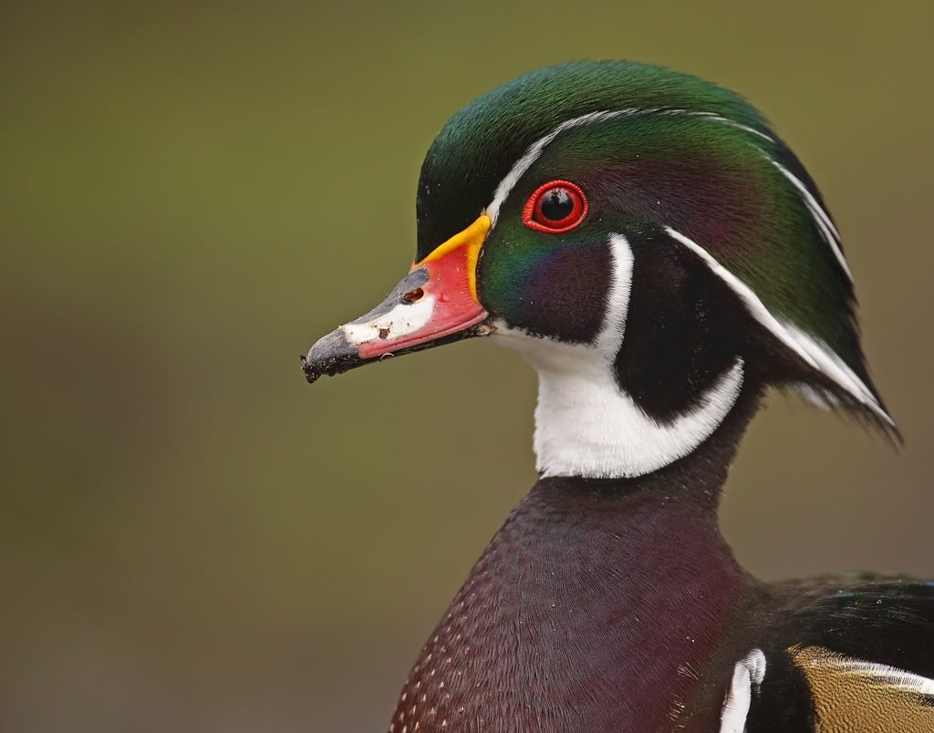 IMAGE: http://i7.photobucket.com/albums/y259/Bradklr/woodduckportrait2.jpg