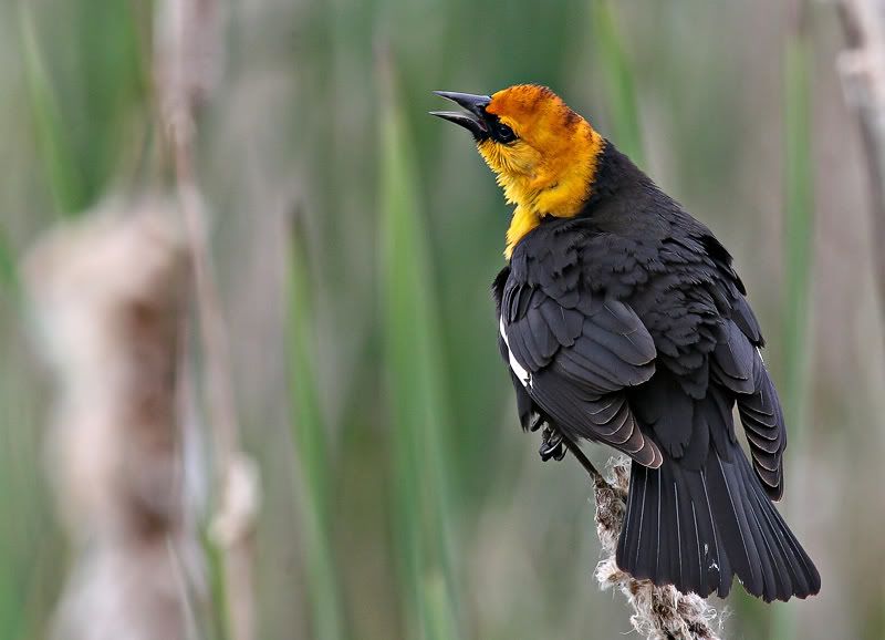 IMAGE: http://i7.photobucket.com/albums/y259/Bradklr/yellowhead.jpg