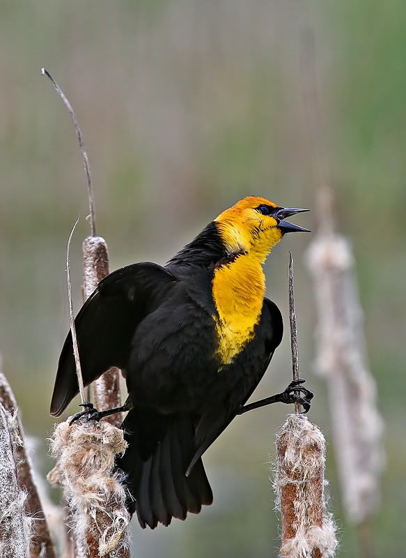 IMAGE: http://i7.photobucket.com/albums/y259/Bradklr/yellowhead3.jpg