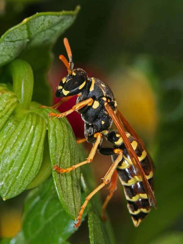 IMAGE: http://i7.photobucket.com/albums/y259/Bradklr/yellowjacket8.jpg