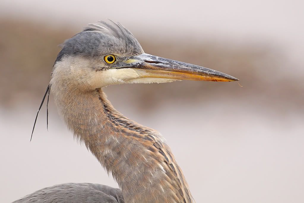 IMAGE: http://i7.photobucket.com/albums/y259/Bradklr/younggbhmodeeye-1.jpg