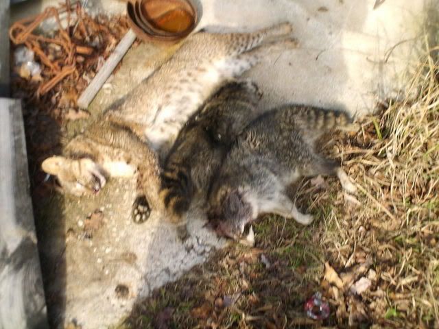 How many fur trappers do we have on this forum? - The Great Outdoors