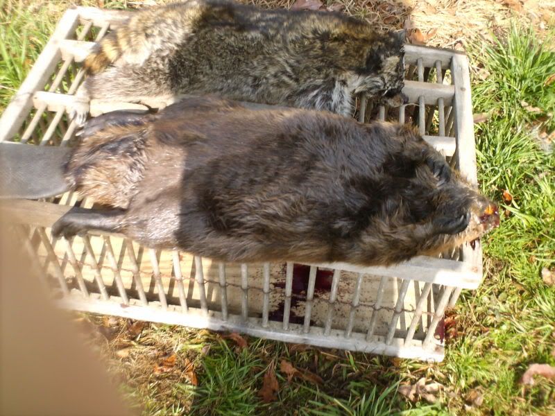 Sorta odd beaver catch - The Great Outdoors