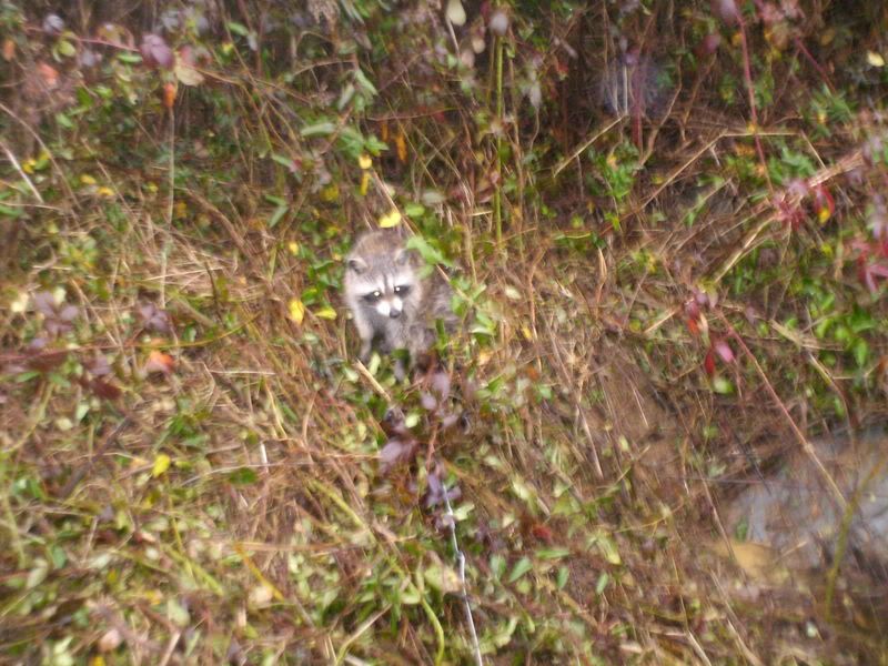 How many fur trappers do we have on this forum? - The Great Outdoors