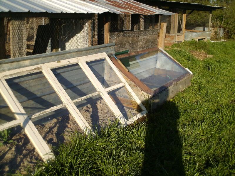 old window cold frames - Homesteading Questions