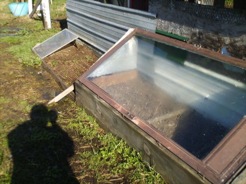 old window cold frames - Homesteading Questions