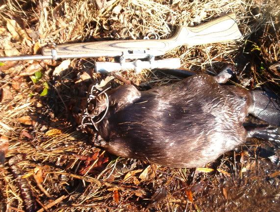 Sorta odd beaver catch - The Great Outdoors