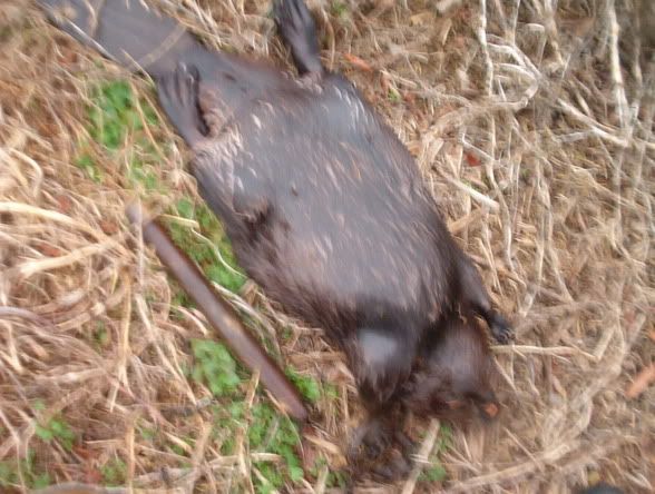 A couple of questions for you seasoned trappers. - The Great Outdoors