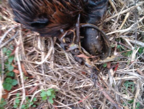 A couple of questions for you seasoned trappers. - The Great Outdoors