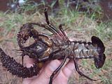 Crayfish underside