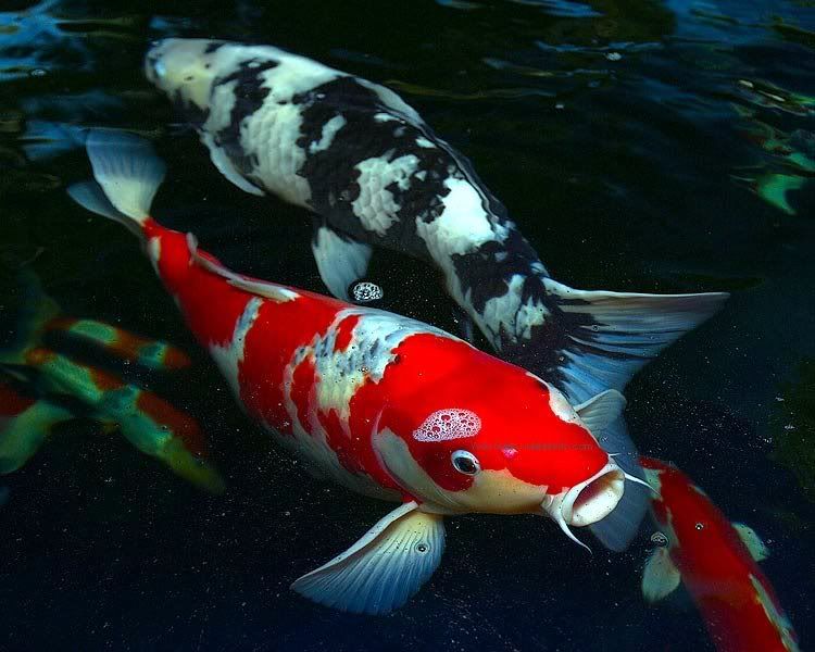 Looking for a Koi Pond?