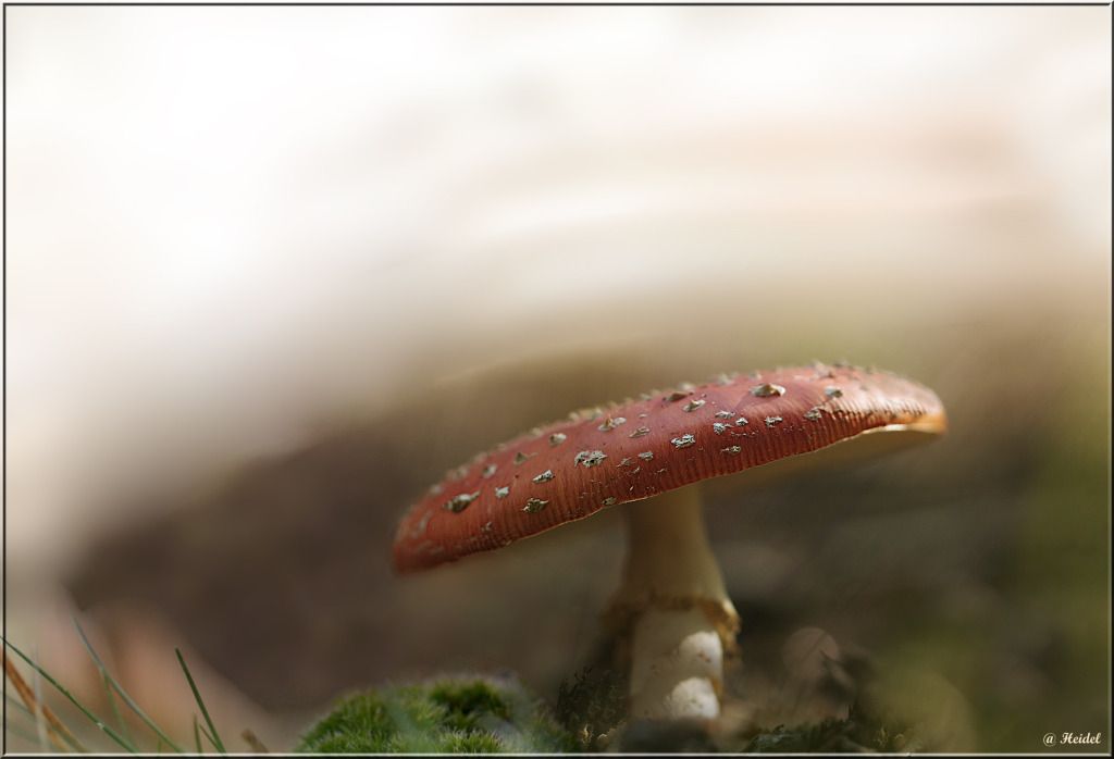 Fotografie