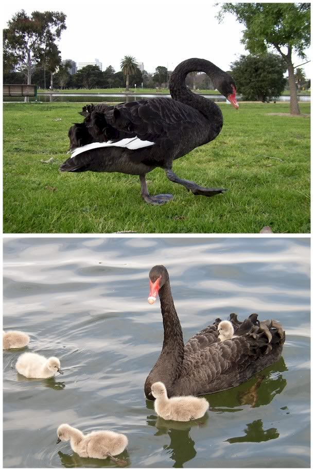 blackswan.jpg