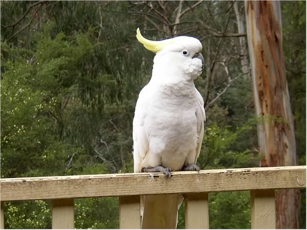 sulphurcrestedcockatoo.jpg