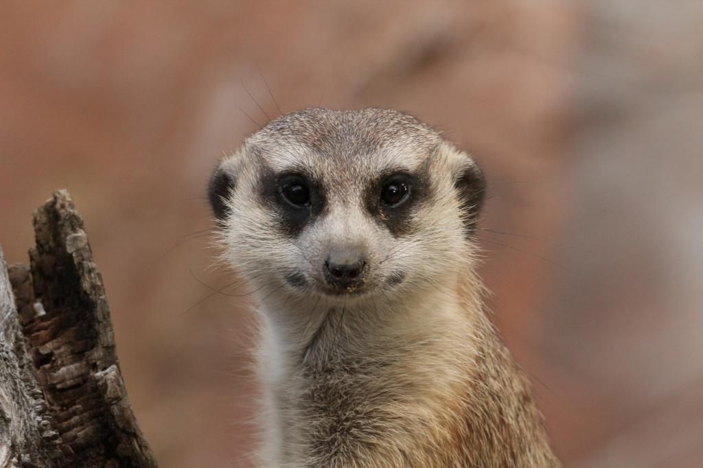 IMAGE: http://i7.photobucket.com/albums/y260/markh852004/IMG_1557.jpg