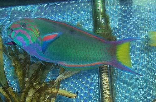 Lunar Wrasse