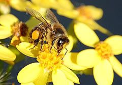 Abeja de dsevilla