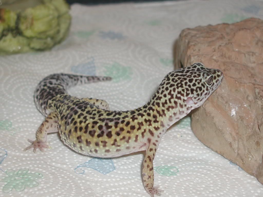 Gilbey3n5wks.jpg