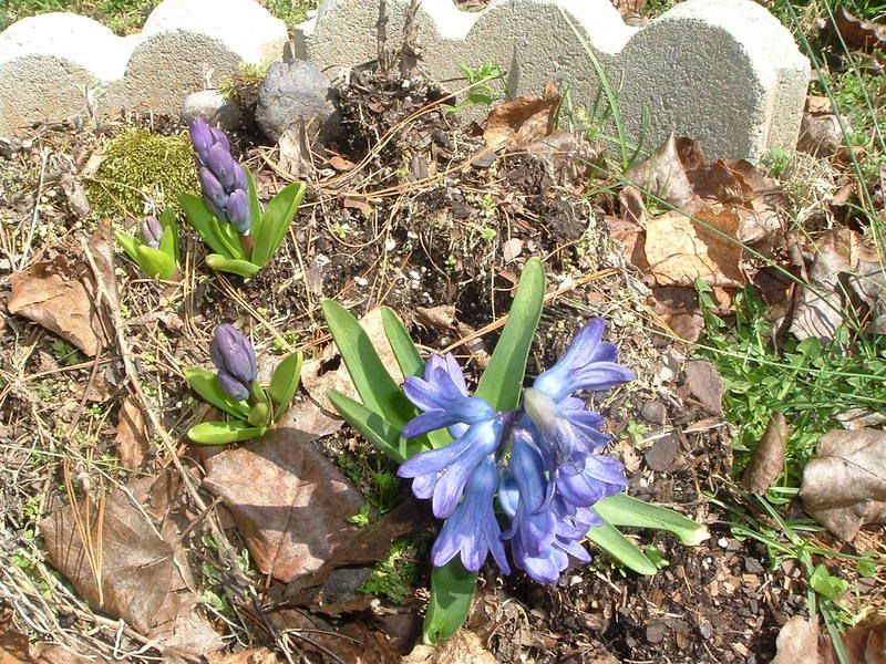  photo Spring083.jpg