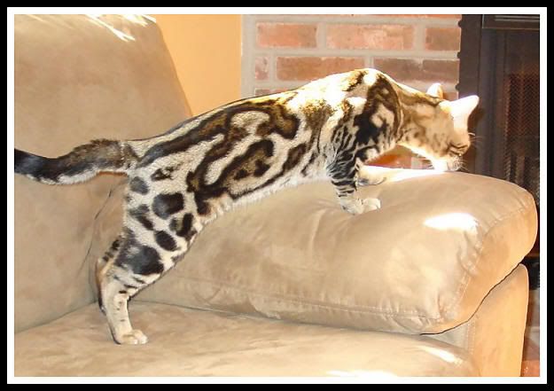 Bengal Cat Wiki