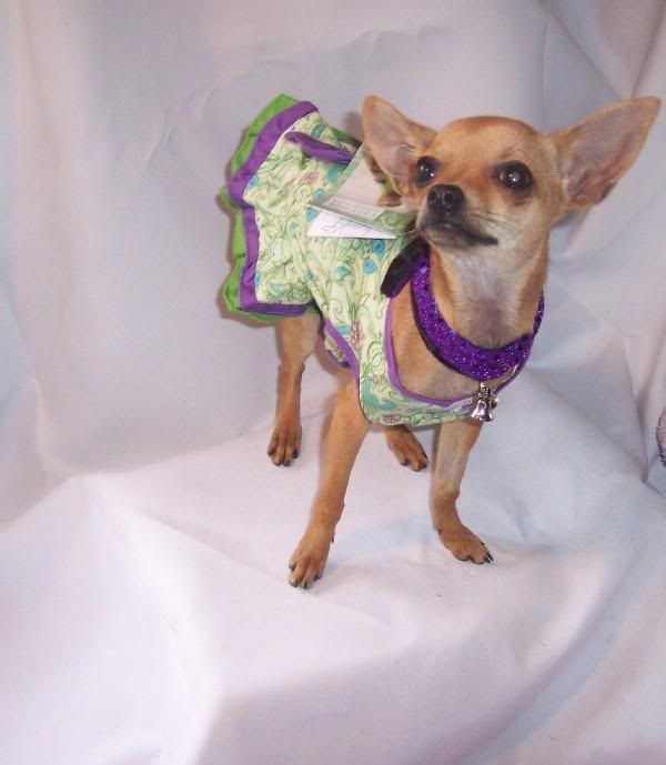 Ethel models the dog clothes bandana her mommy makes.
