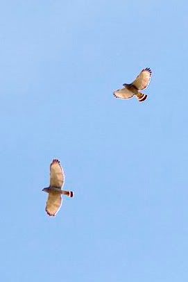 grayhawkpair205-04-23-_MG_3335Small.jpg Gray hawks male and female image by r_ross