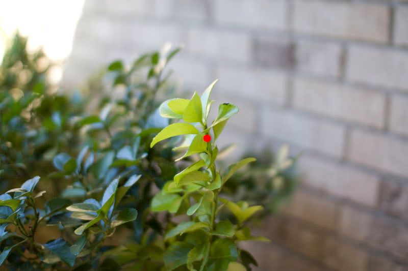 IMAGE: http://i7.photobucket.com/albums/y266/RockinVixen89/test10.jpg