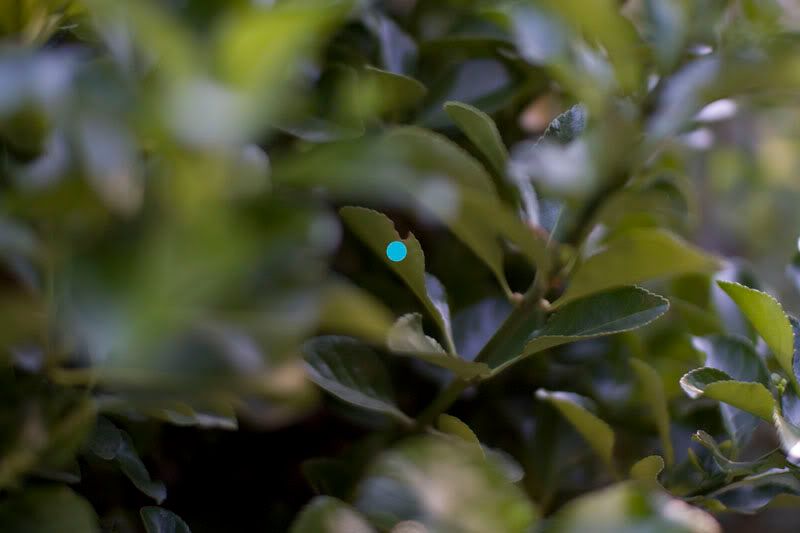 IMAGE: http://i7.photobucket.com/albums/y266/RockinVixen89/test2-2.jpg