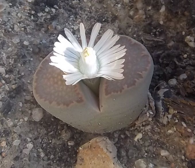 Lithops villetii ssp. kennedyi photo 2.jpg